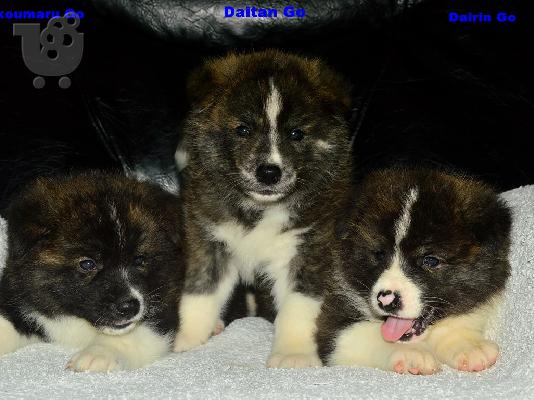 Akita Inu κουτάβια προς πώληση